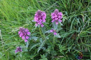 pedicularis verticillata (7)